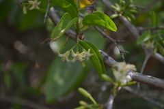Ximenia americana